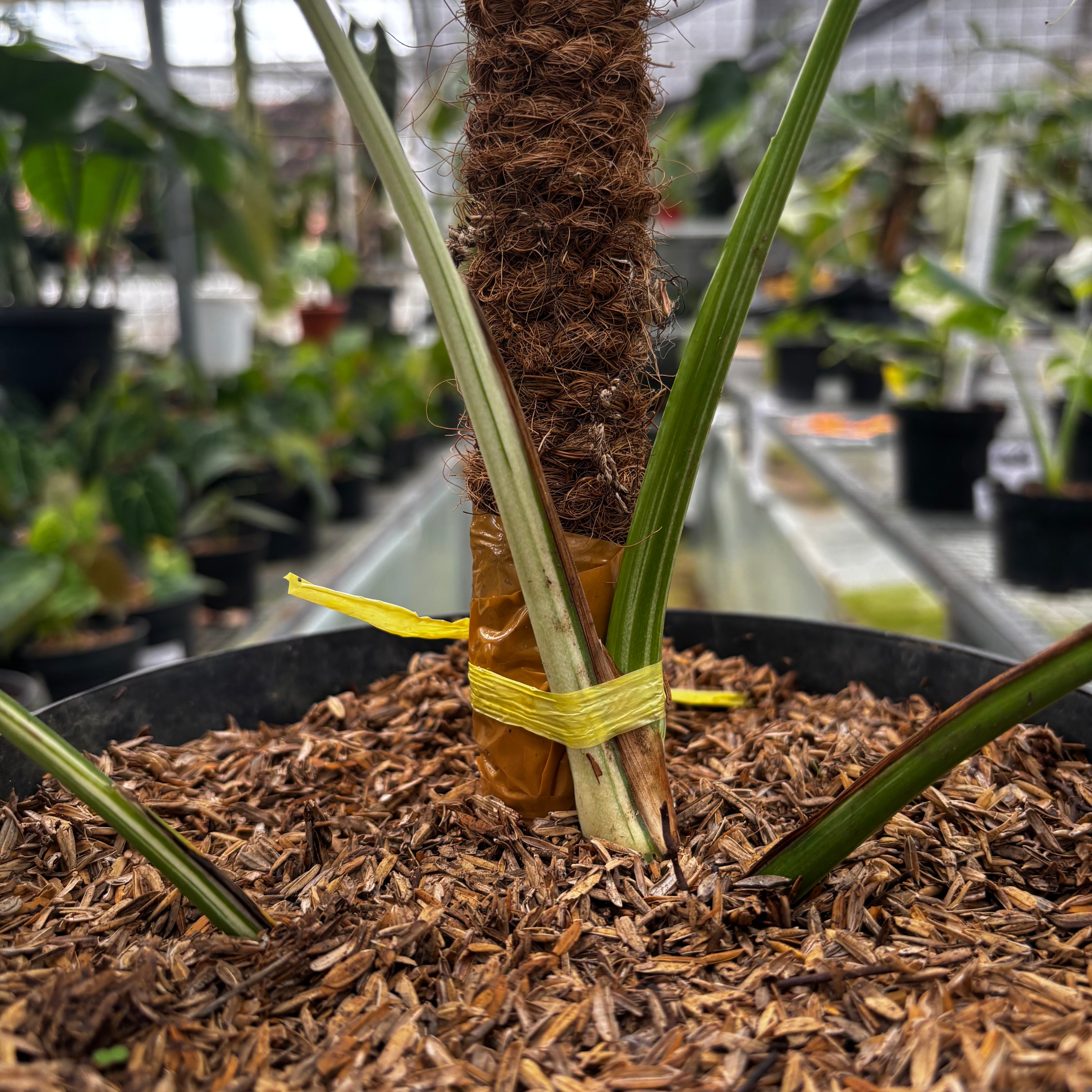 RP011-6 Monstera Albo Variegated