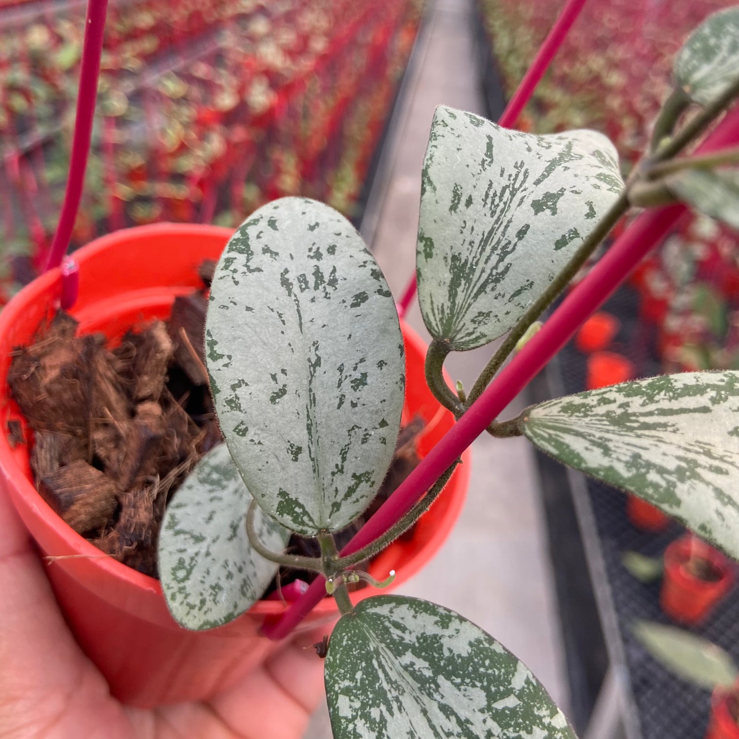 Hoya Sigillatis Morning Sun
