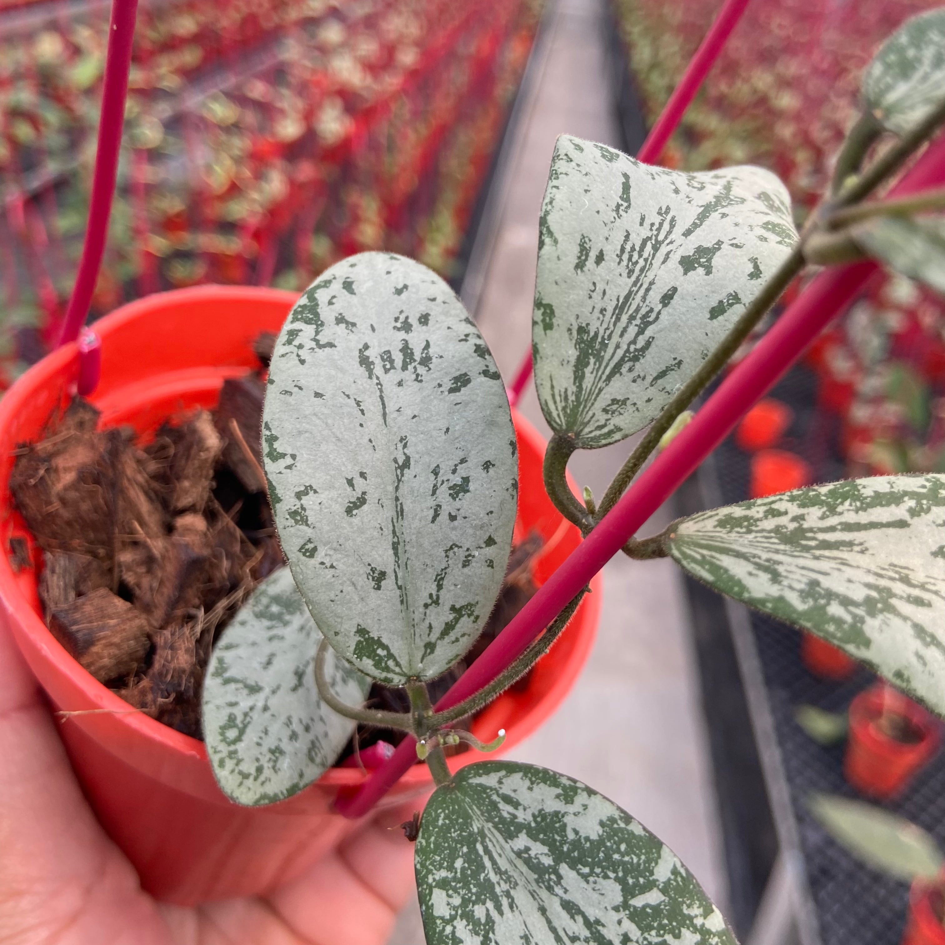 Hoya Sigillatis Morning Sun