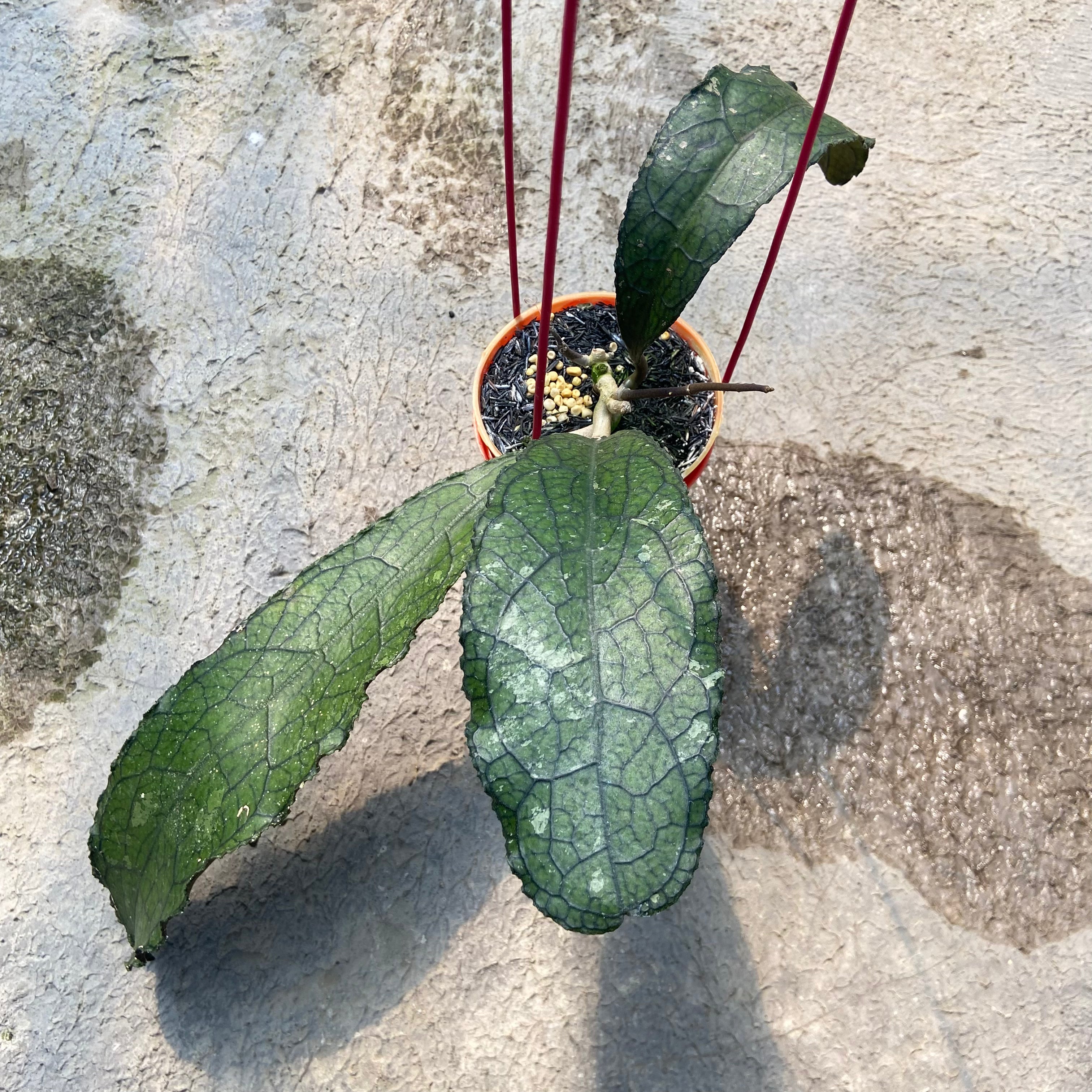Hoya Clemensiorum Ancient Dragon