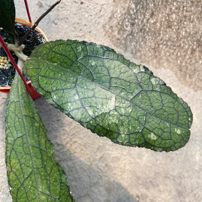 Hoya Clemensiorum Ancient Dragon