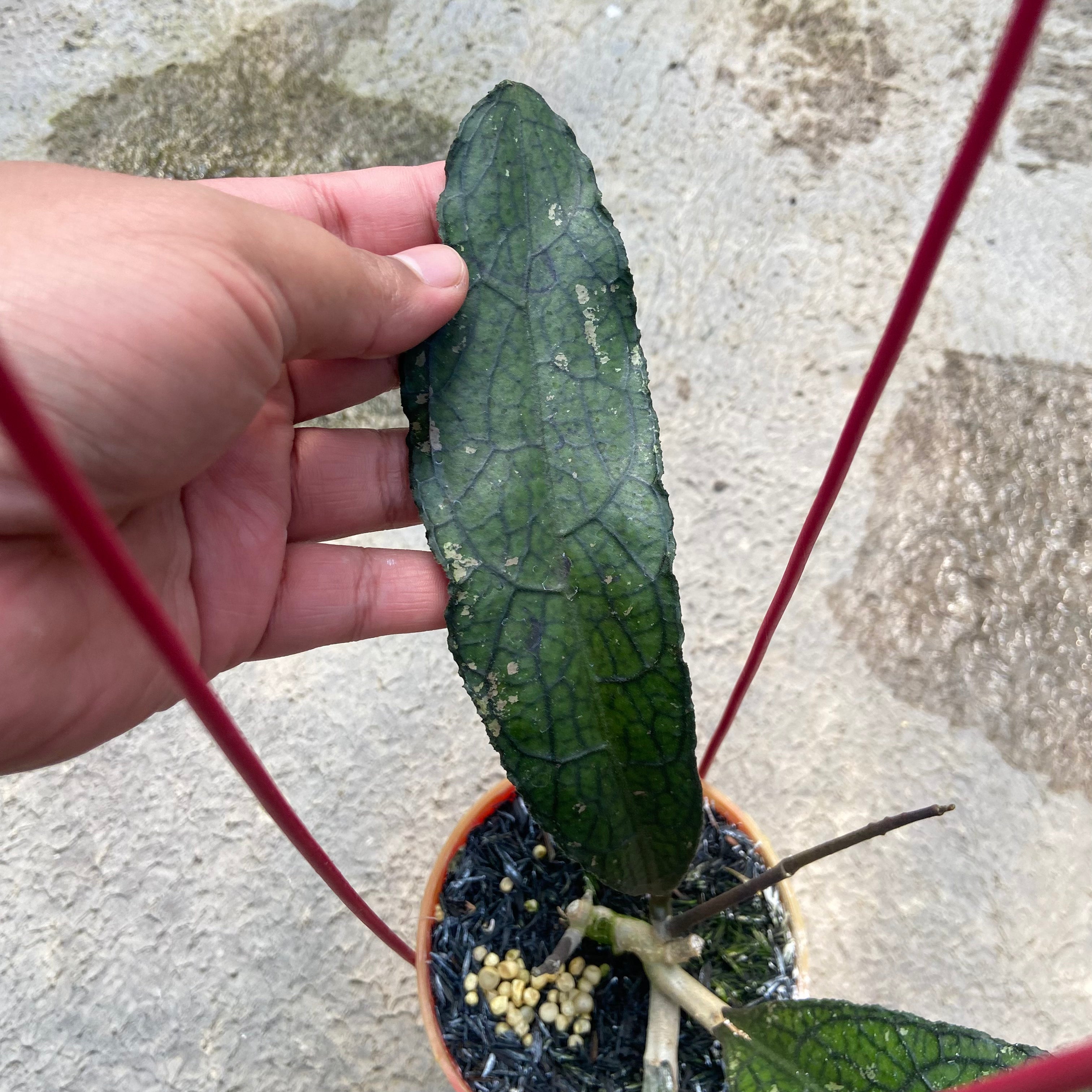 Hoya Clemensiorum Ancient Dragon