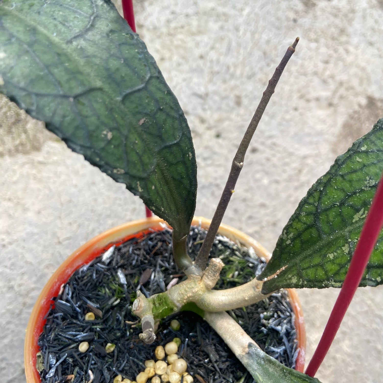 Hoya Clemensiorum Ancient Dragon