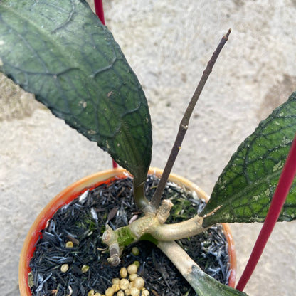 Hoya Clemensiorum Ancient Dragon