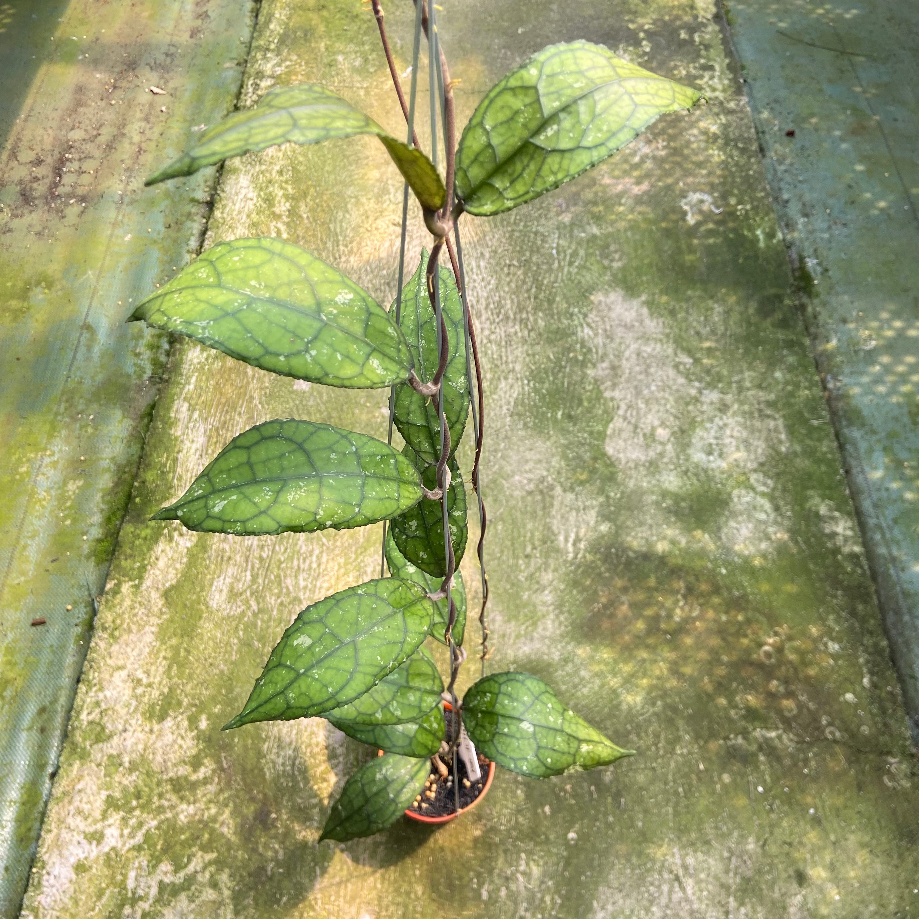 Hoya Clemensiorum MDF-001