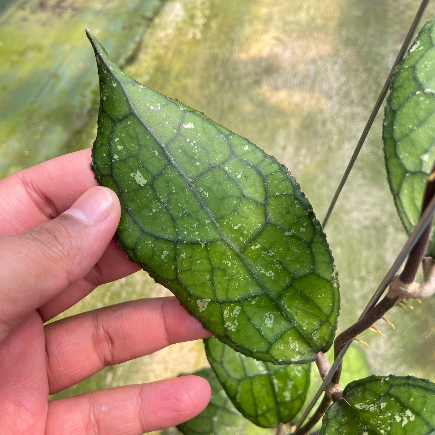 Hoya Clemensiorum MDF-001