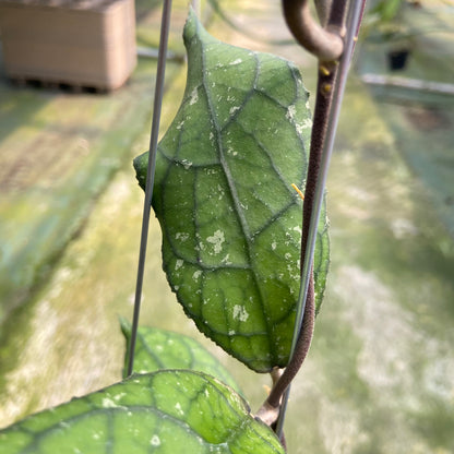 Hoya Clemensiorum MDF-001