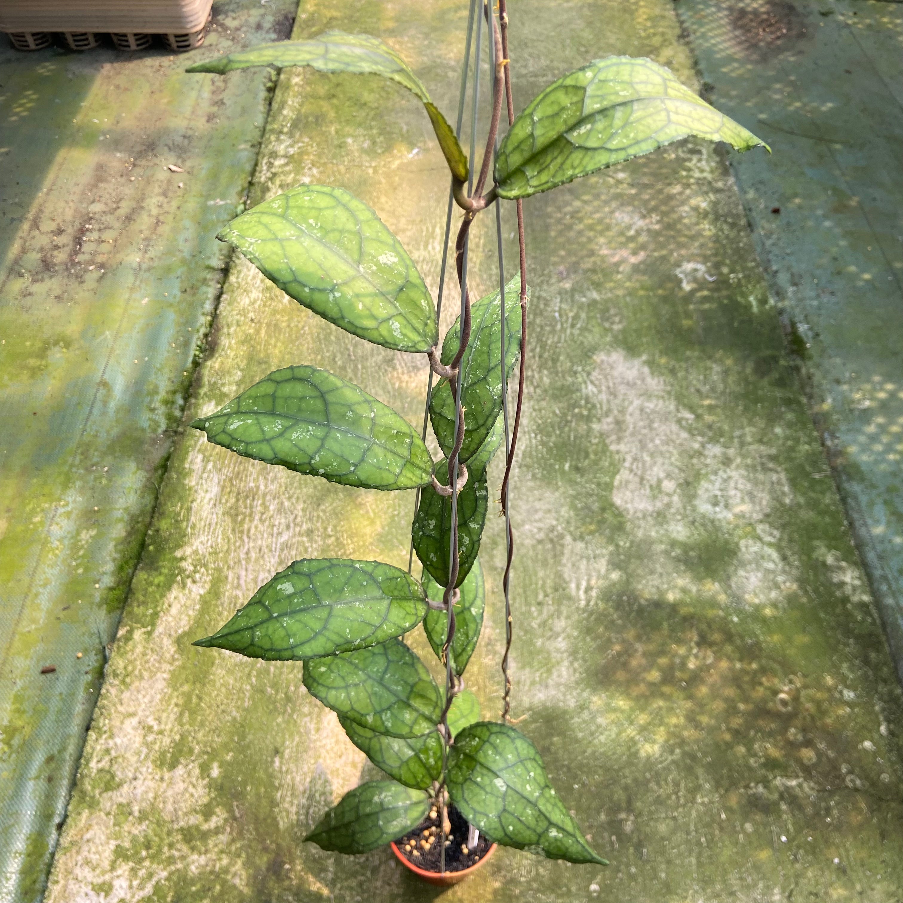 Hoya Clemensiorum MDF-001