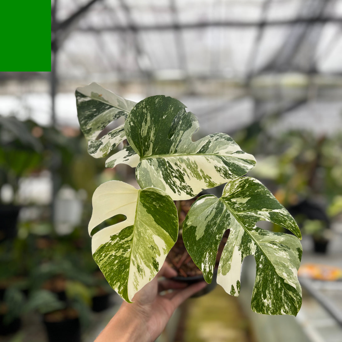 RP019-6	Monstera White Tiger