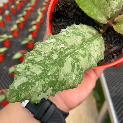 Hoya Undulata Silver Round Leaf
