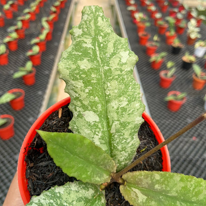 Hoya Undulata Silver Round Leaf