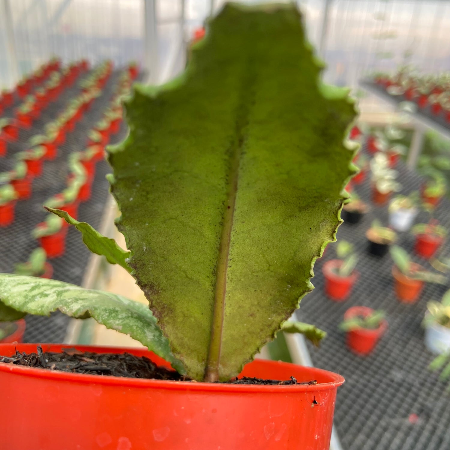 Hoya Undulata Silver Round Leaf