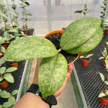 Hoya Callistophylla Silver