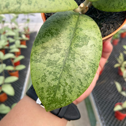 Hoya Callistophylla Silver