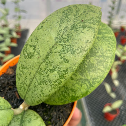 Hoya Callistophylla Silver