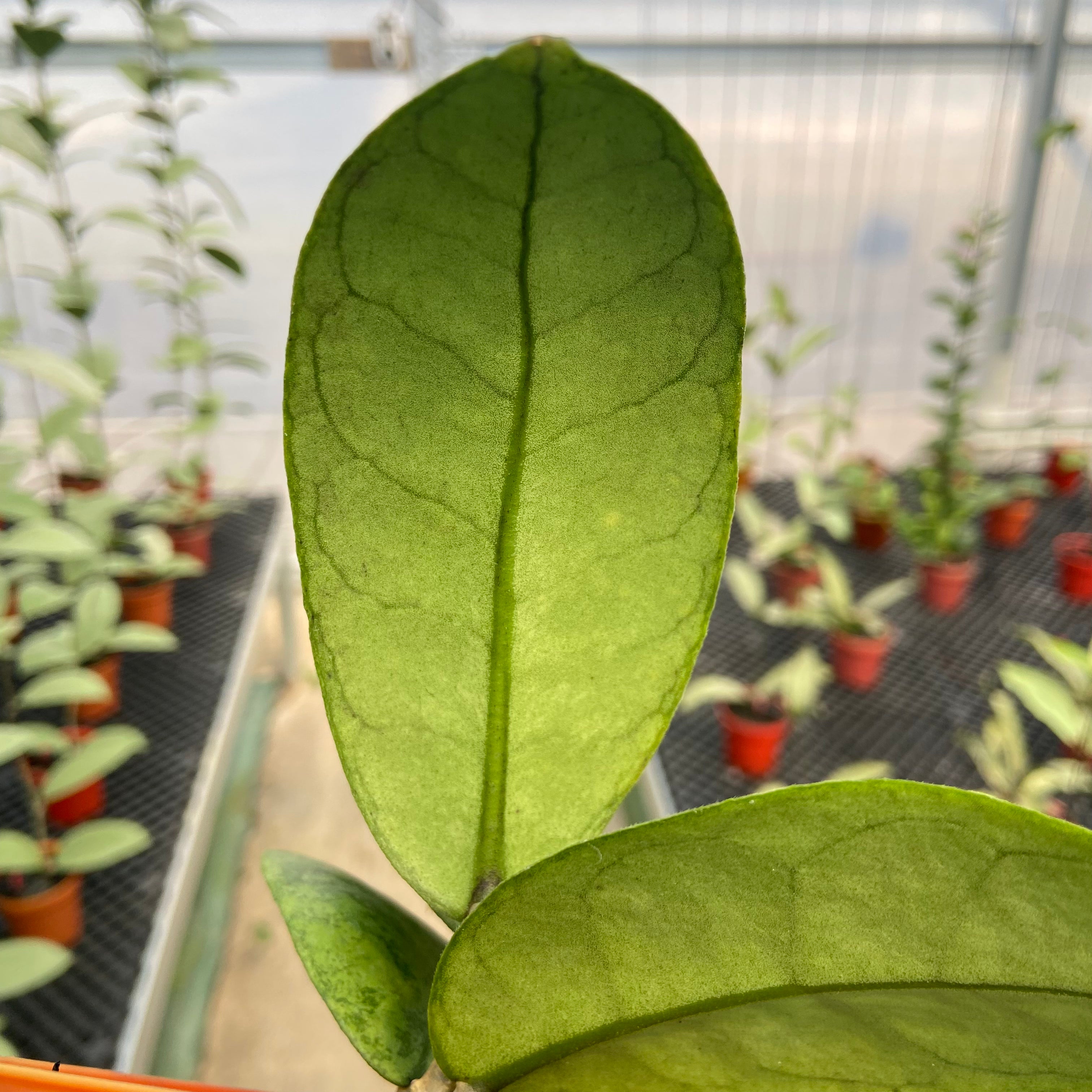 Hoya Callistophylla Silver
