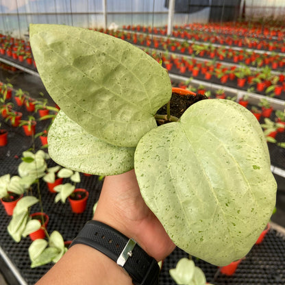Hoya Glabra Gin