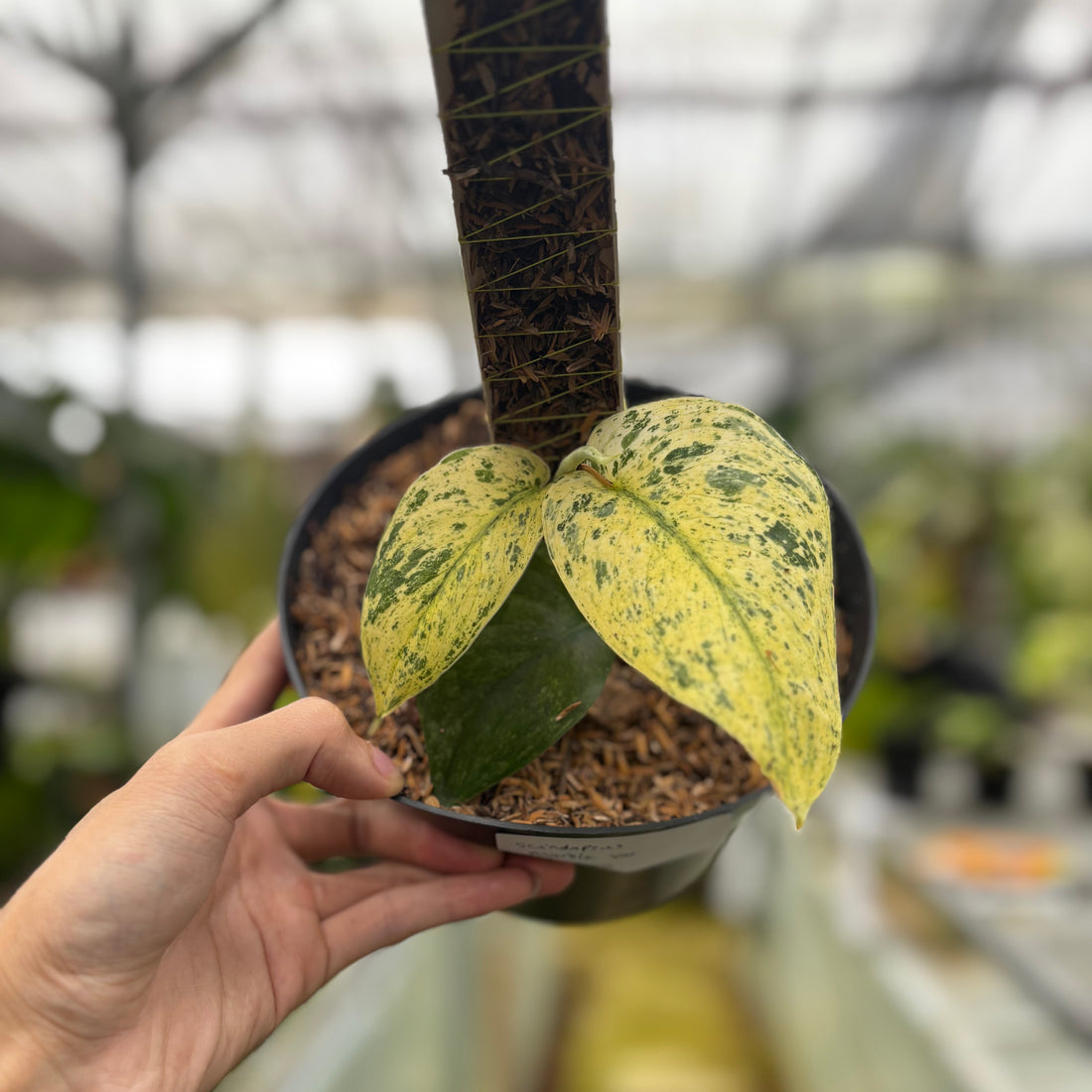 RP022-6	Scindapsus Marble Variegated