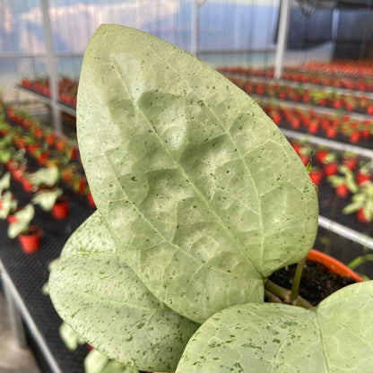 Hoya Glabra Gin