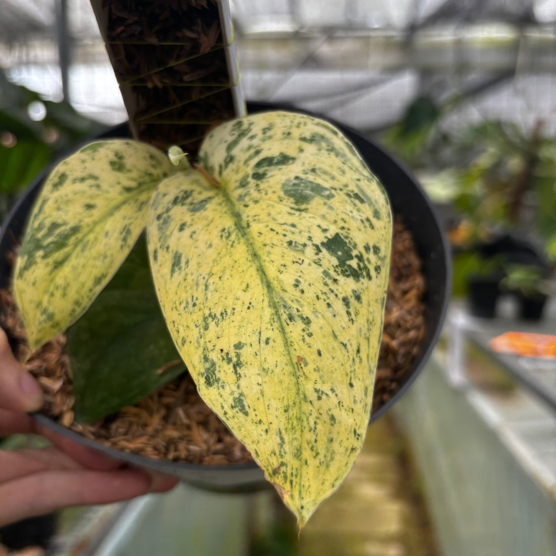 RP022-6	Scindapsus Marble Variegated
