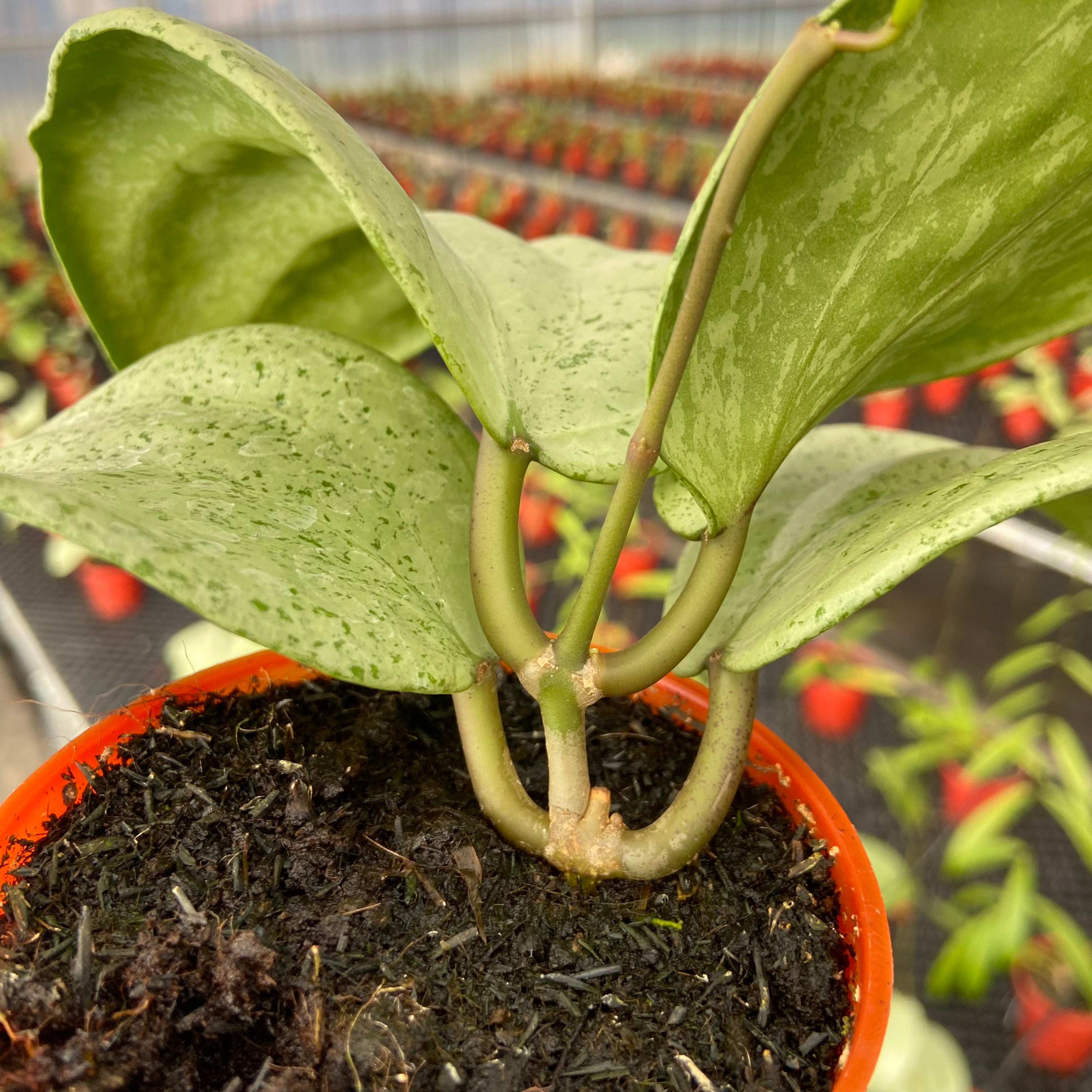Hoya Glabra Gin