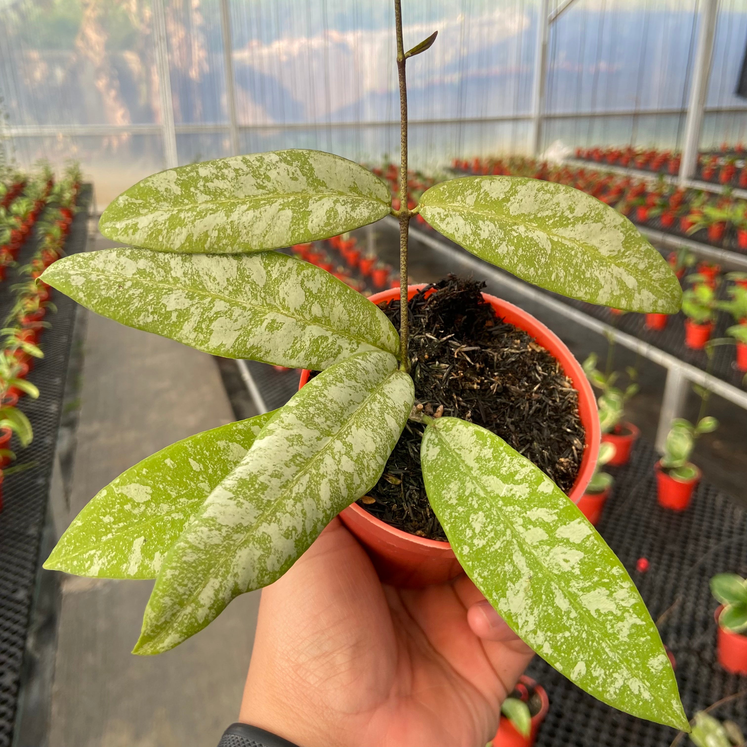 Hoya Kaikoeana High Splash