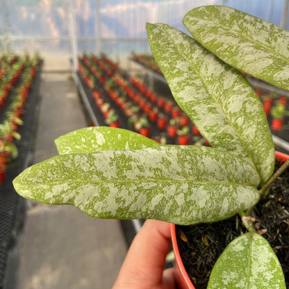 Hoya Kaikoeana High Splash