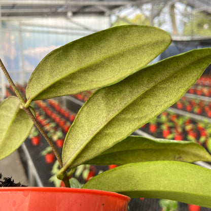 Hoya Kaikoeana High Splash