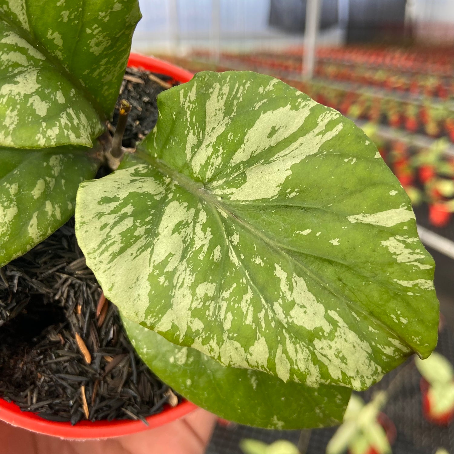 Hoya SP Aceh Manohara High Splash