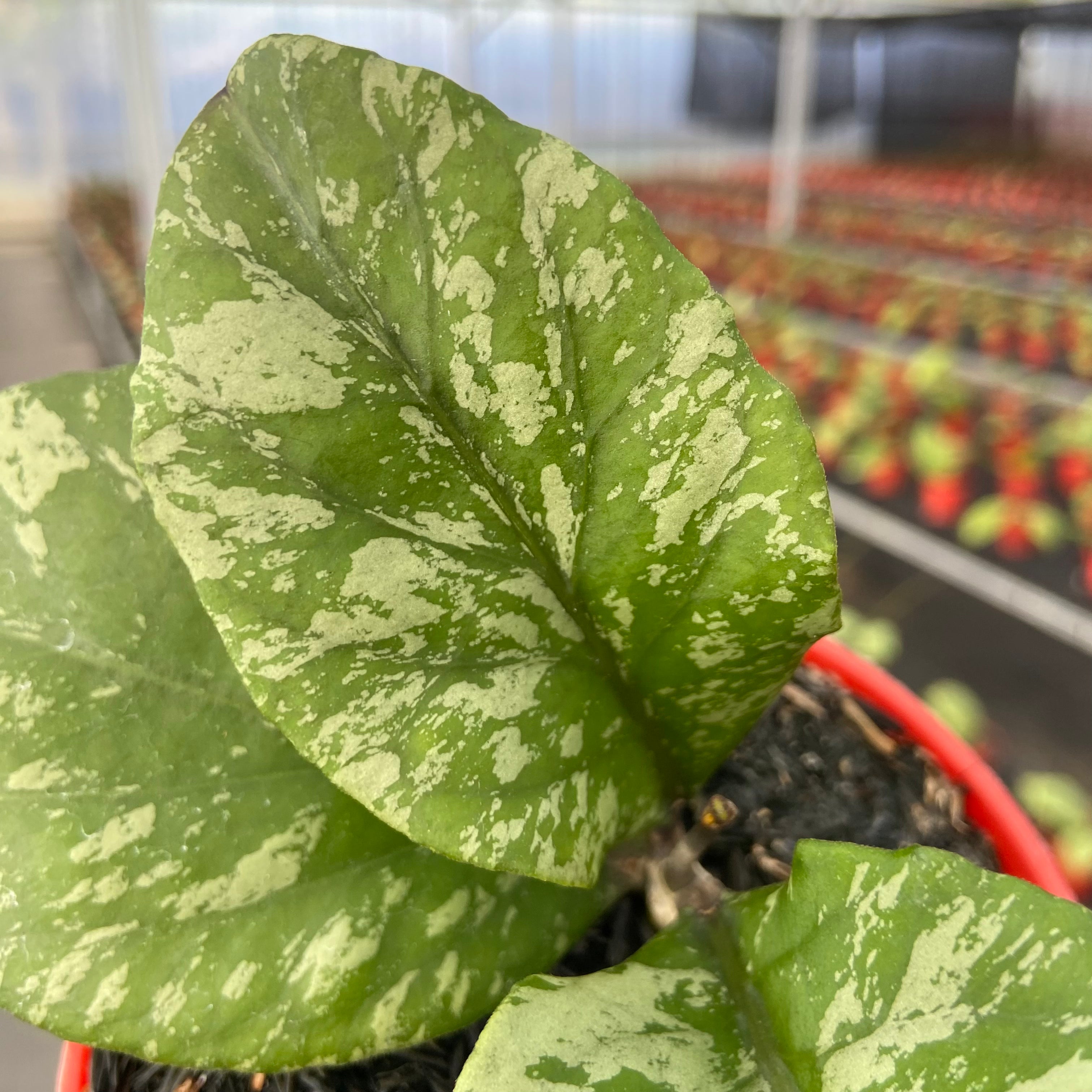 Hoya SP Aceh Manohara High Splash