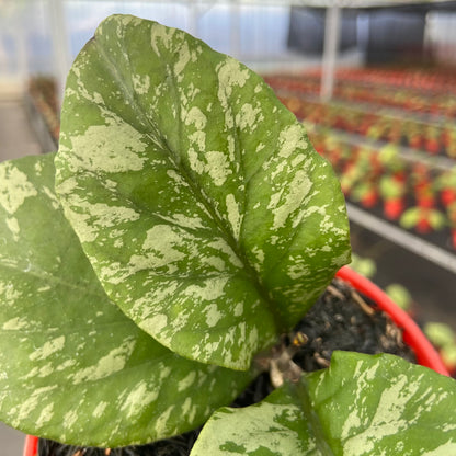 Hoya SP Aceh Manohara High Splash