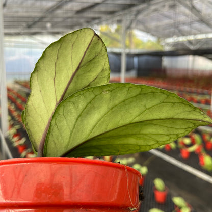 Hoya SP Aceh Manohara High Splash