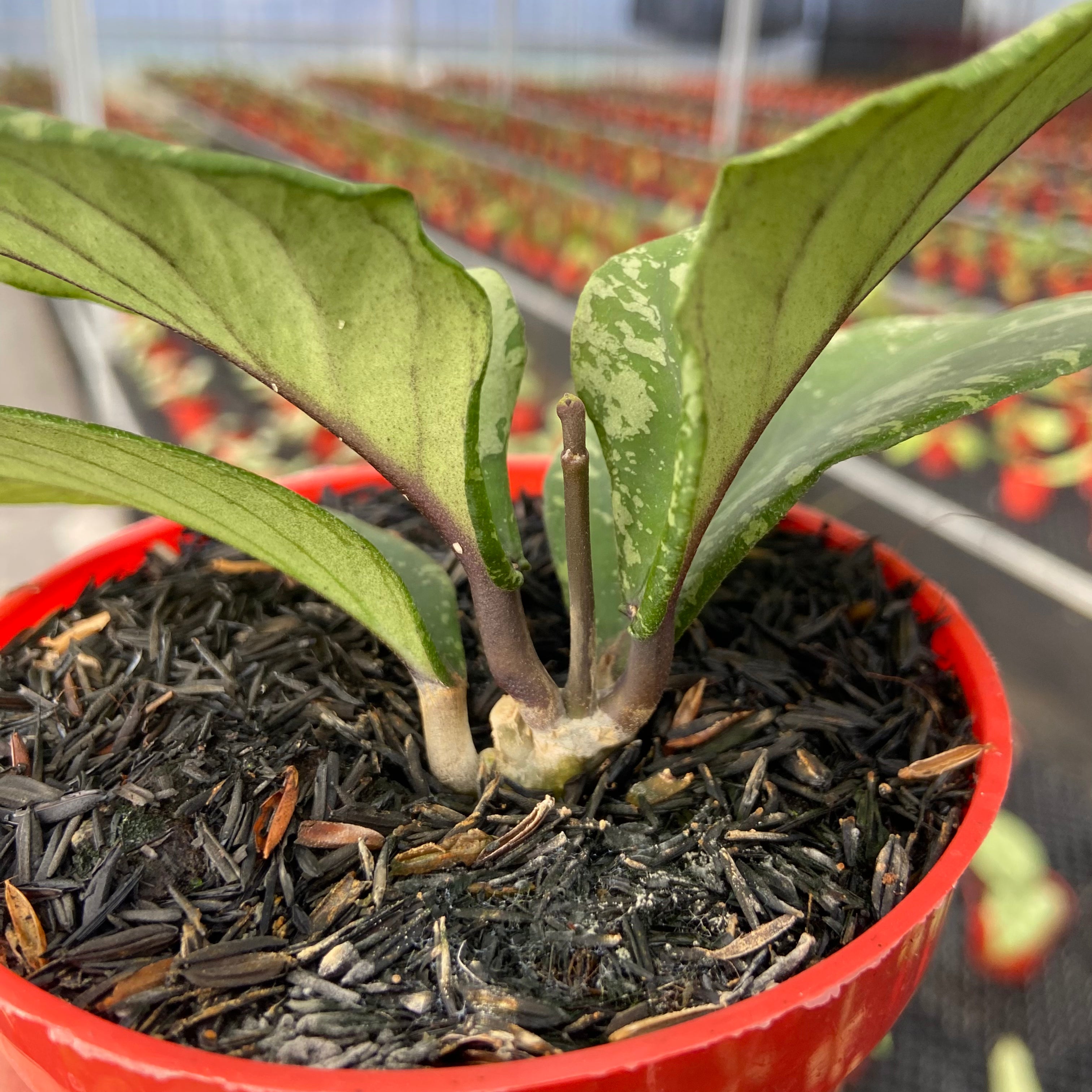 Hoya SP Aceh Manohara High Splash