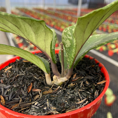 Hoya SP Aceh Manohara High Splash