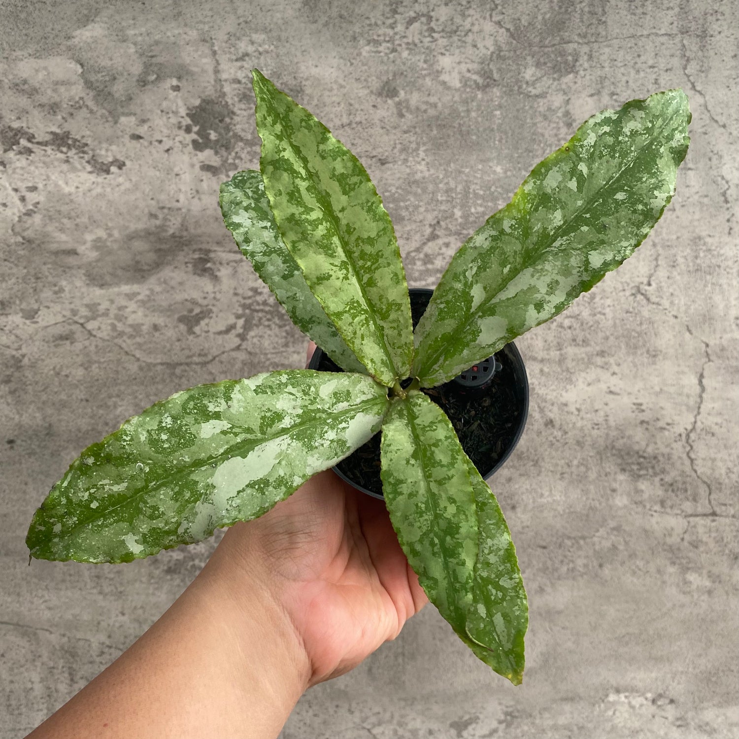 RP104-7 Hoya Undulata Silver