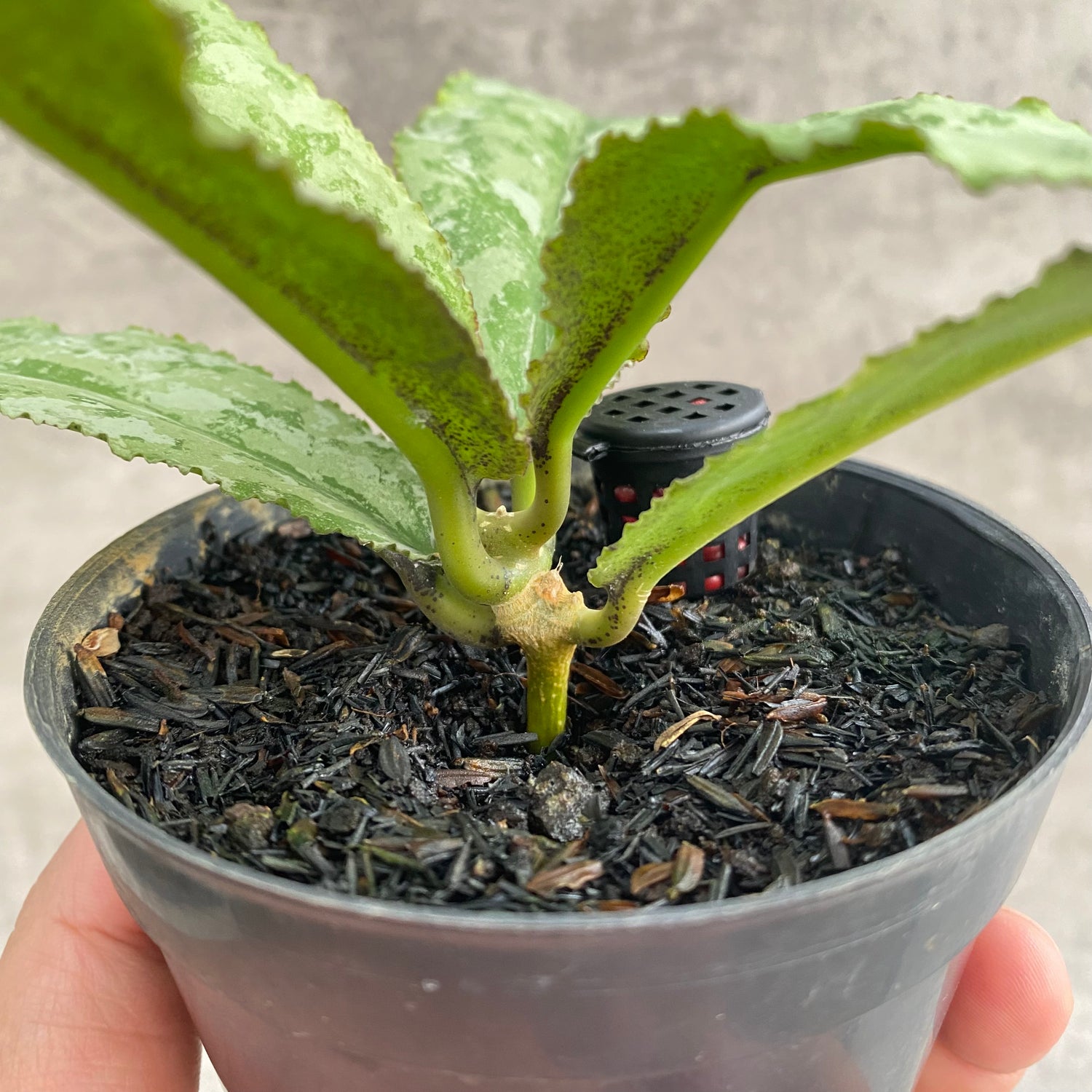 RP104-7 Hoya Undulata Silver