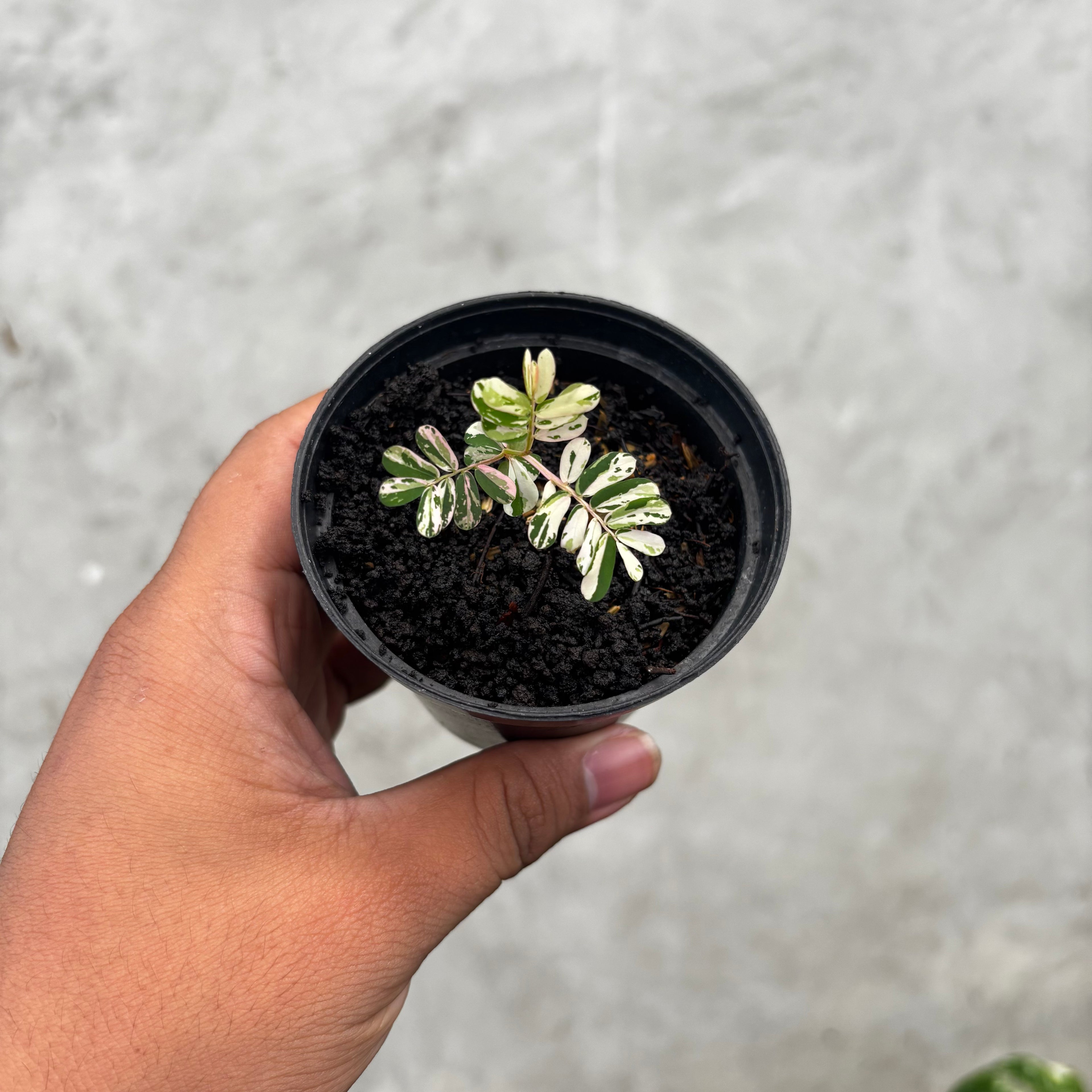 RP032-6 Phyllanthus Variegated