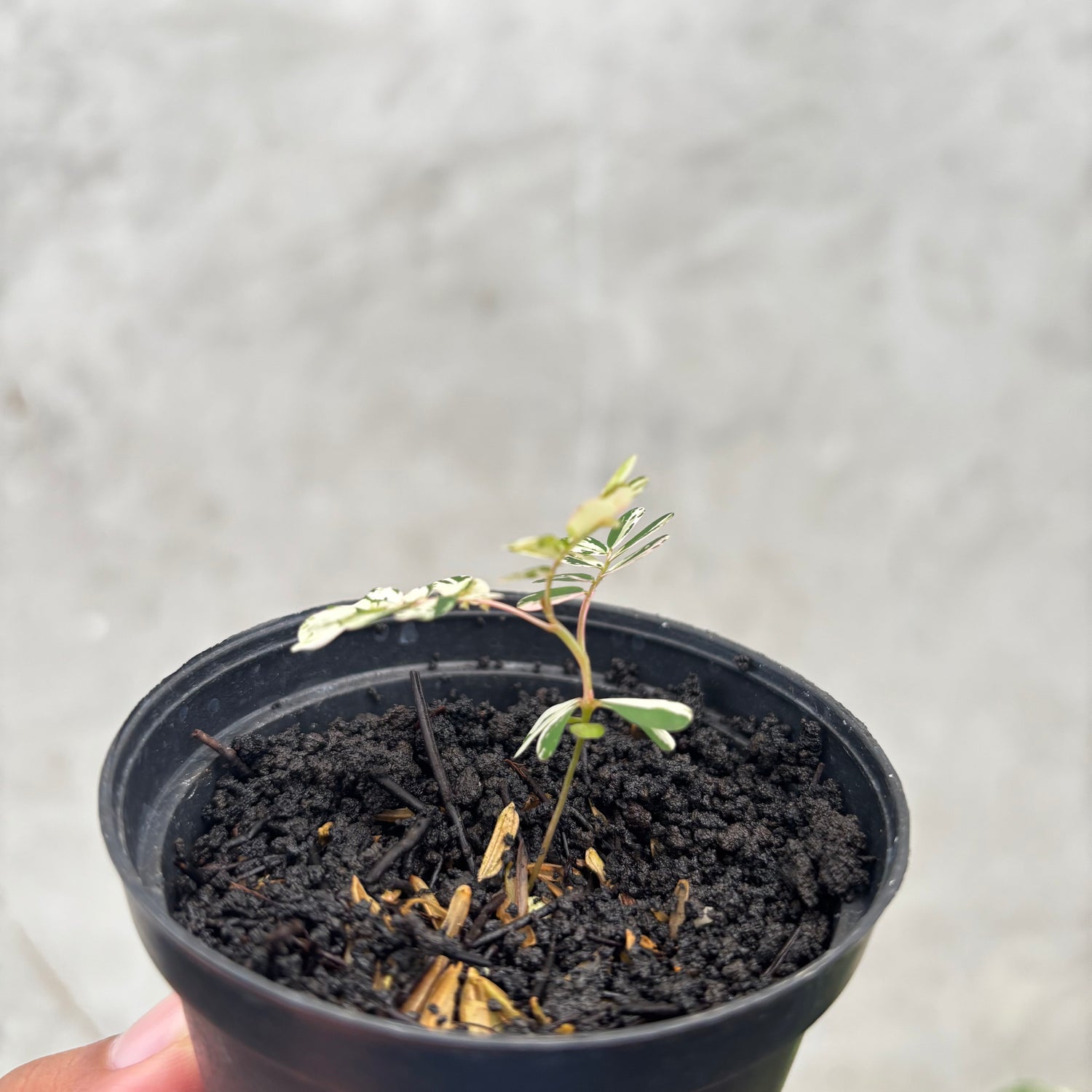 RP032-6 Phyllanthus Variegated