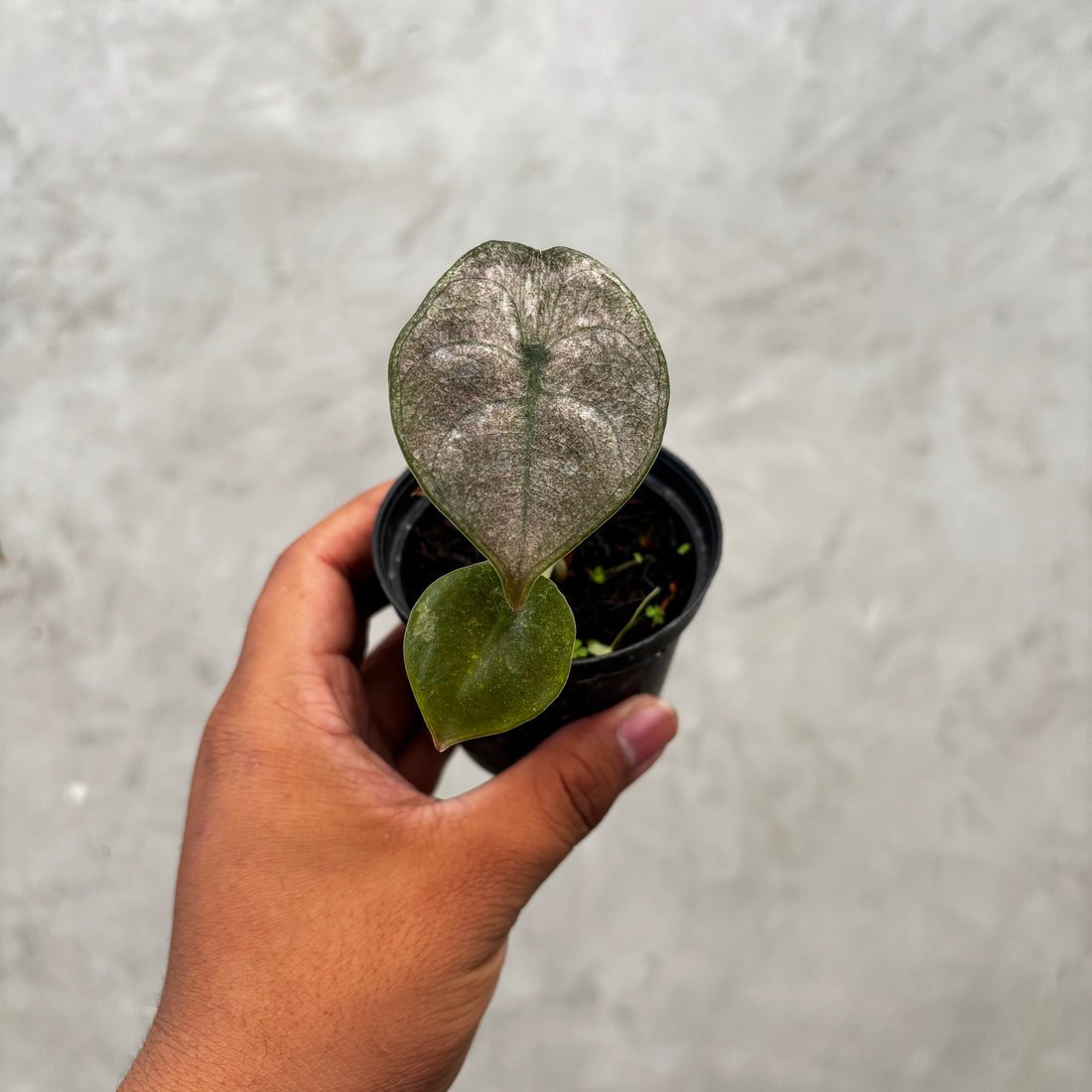RP034-6 Alocasia Cuprea Variegated