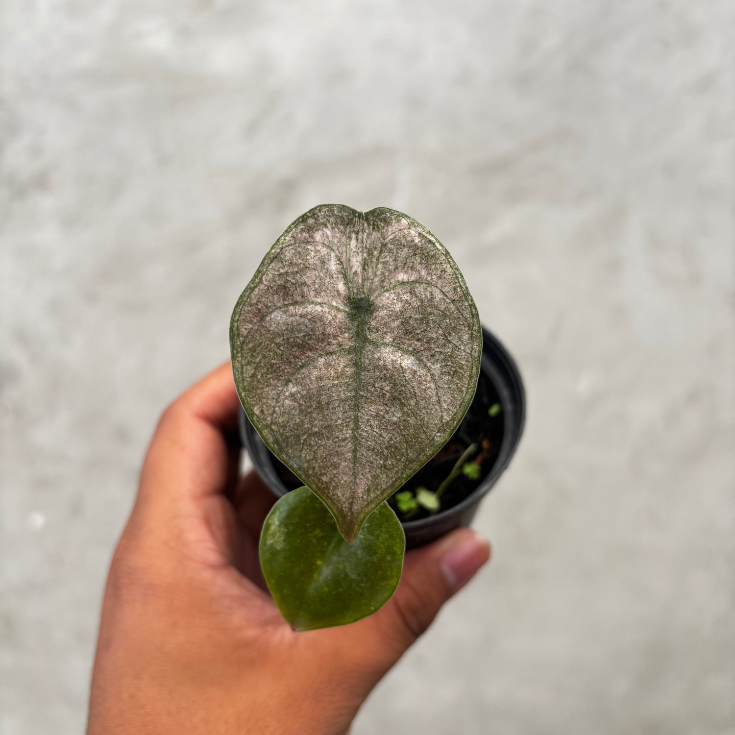 RP034-6 Alocasia Cuprea Variegated