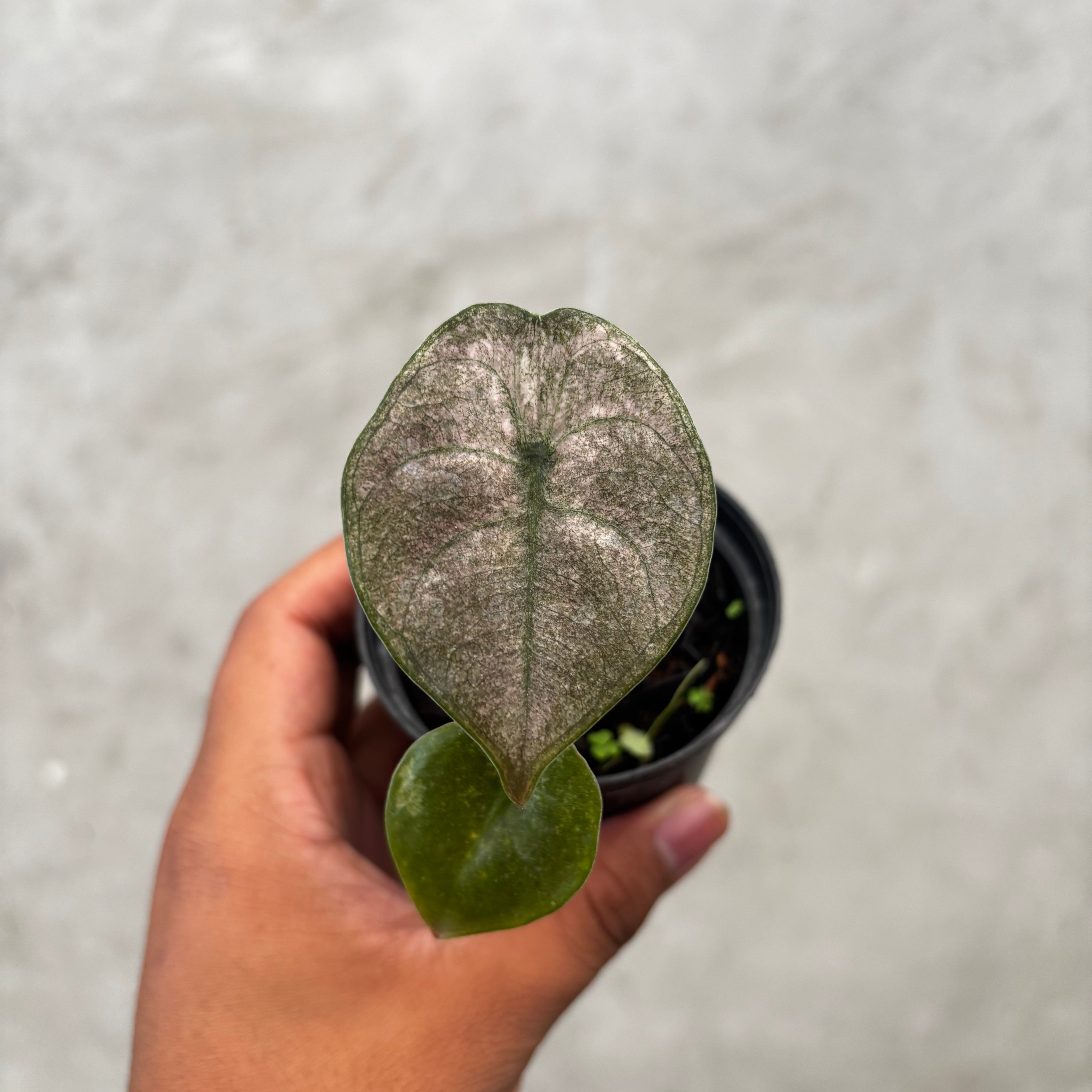 RP034-6 Alocasia Cuprea Variegated