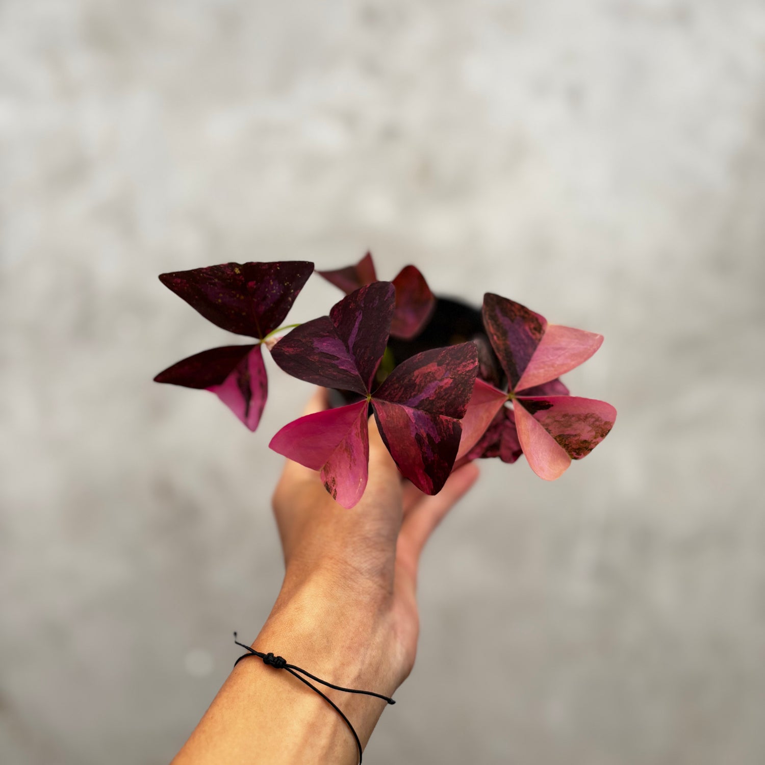 RP035-6 Oxalis Triangularis Variegated