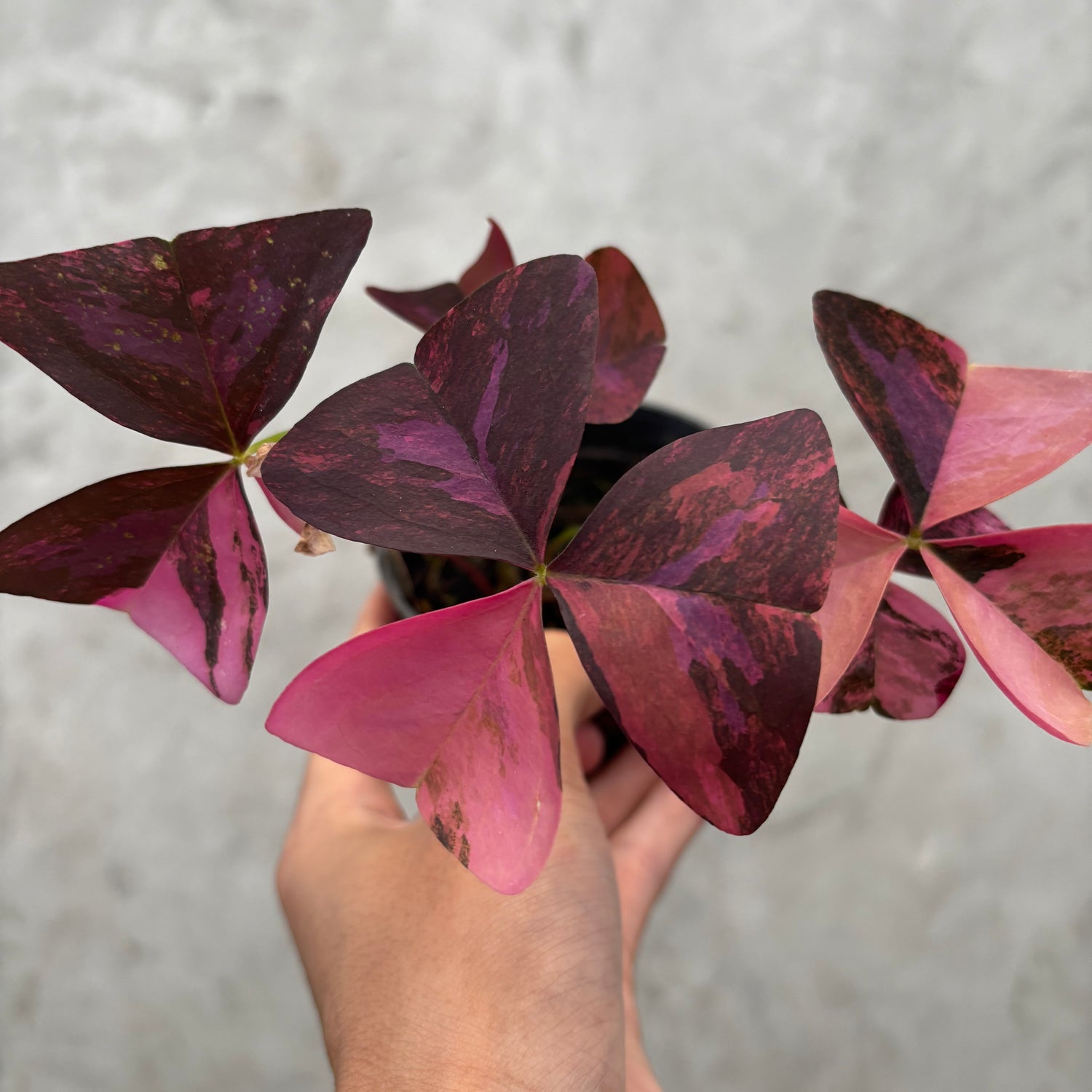 RP035-6 Oxalis Triangularis Variegated