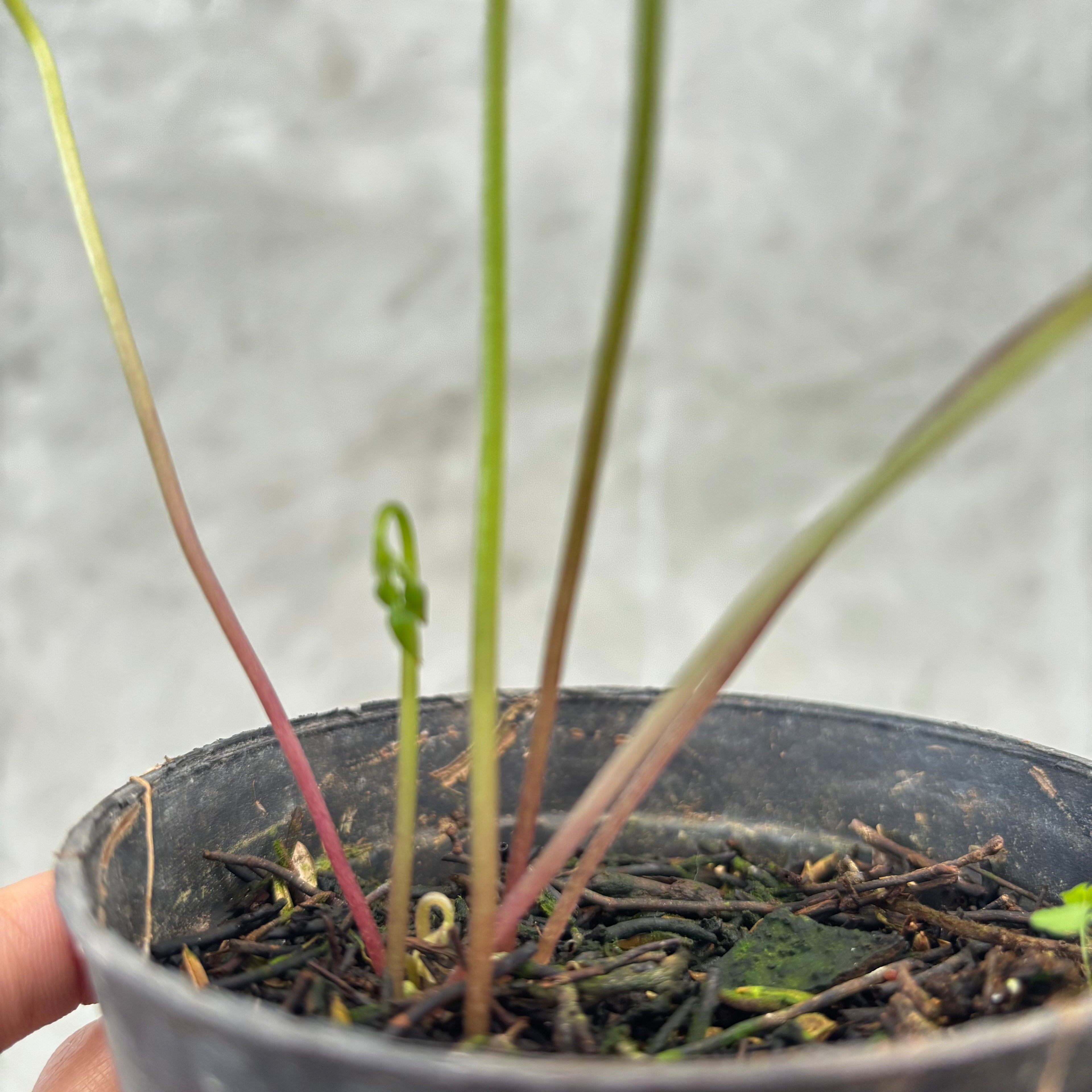 RP035-6 Oxalis Triangularis Variegated