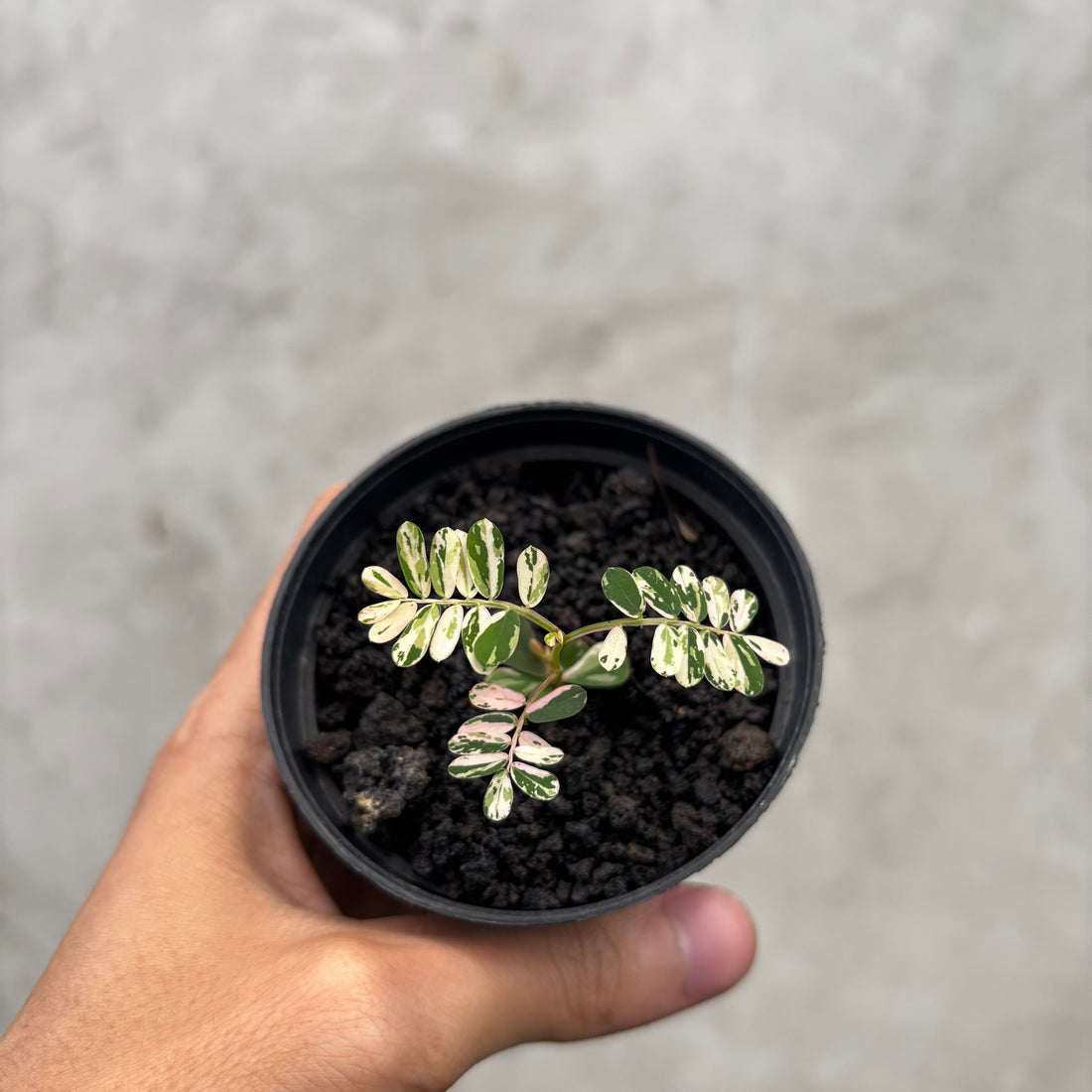 RP036-6 Phyllanthus Variegated