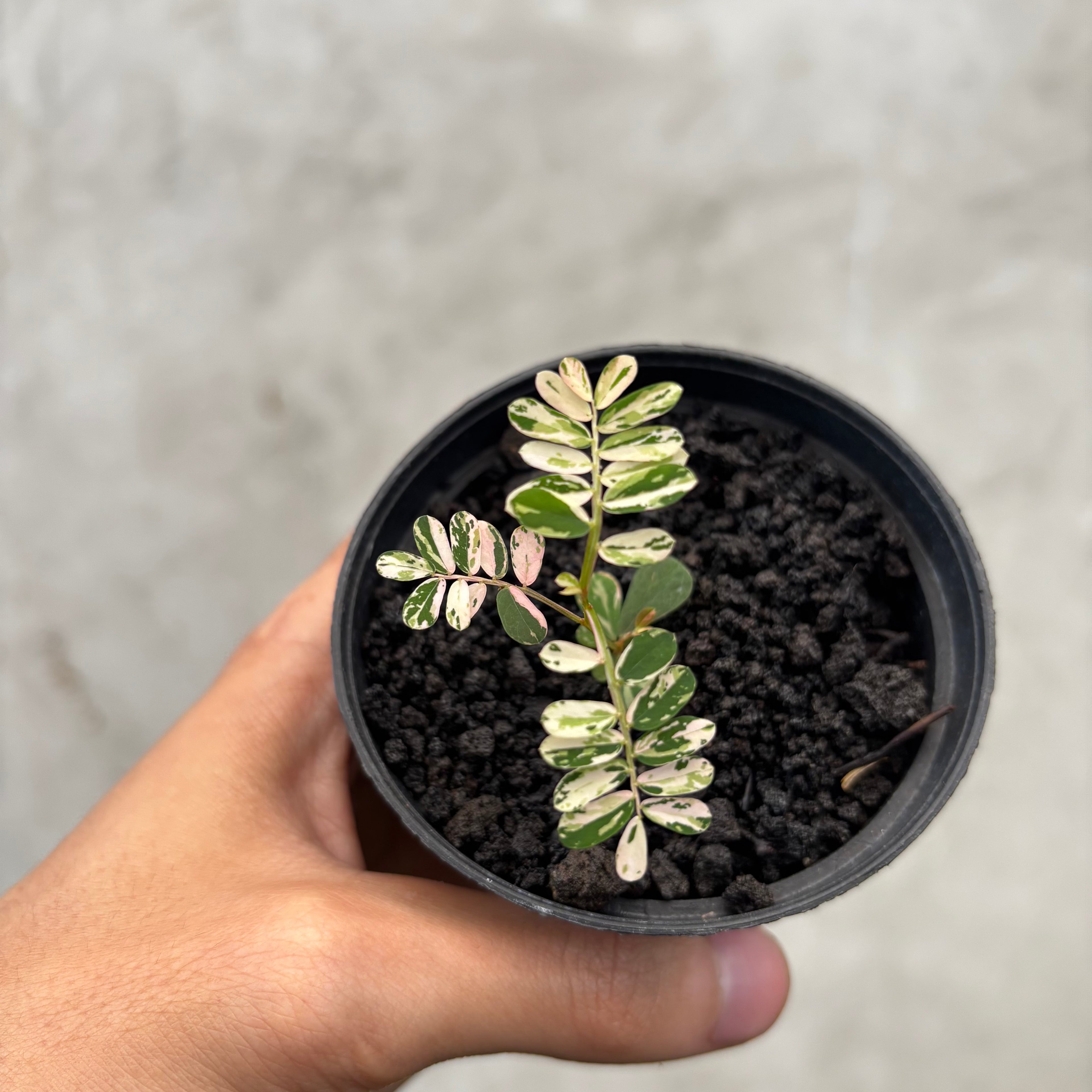 RP036-6 Phyllanthus Variegated