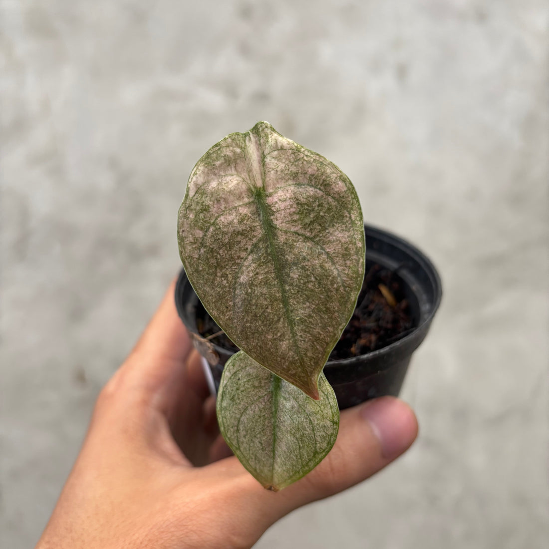 RP037-6	Alocasia Cuprea Variegated