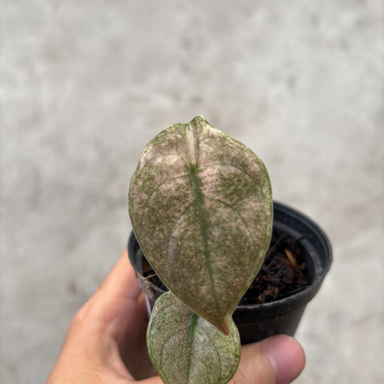 RP037-6	Alocasia Cuprea Variegated