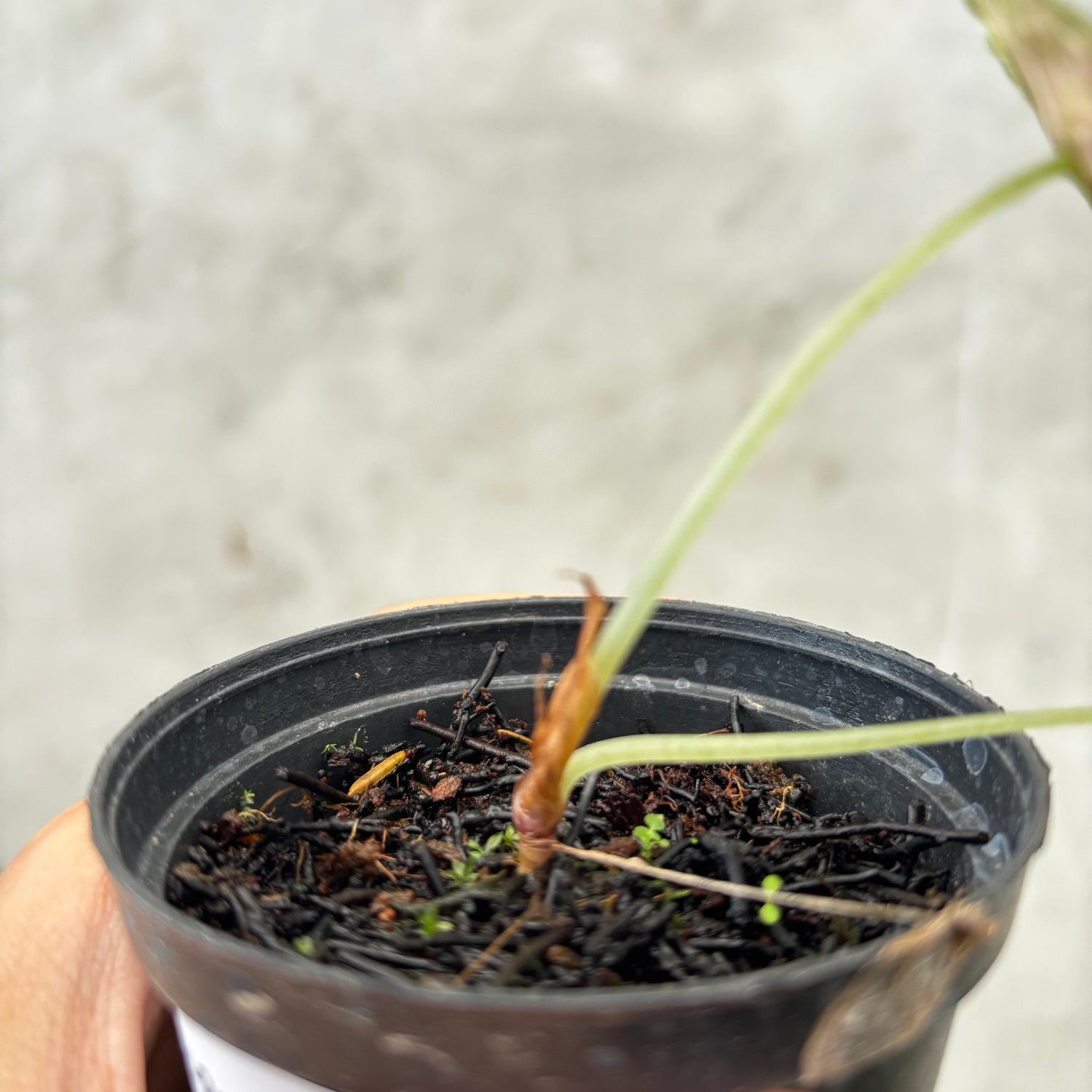 RP037-6	Alocasia Cuprea Variegated