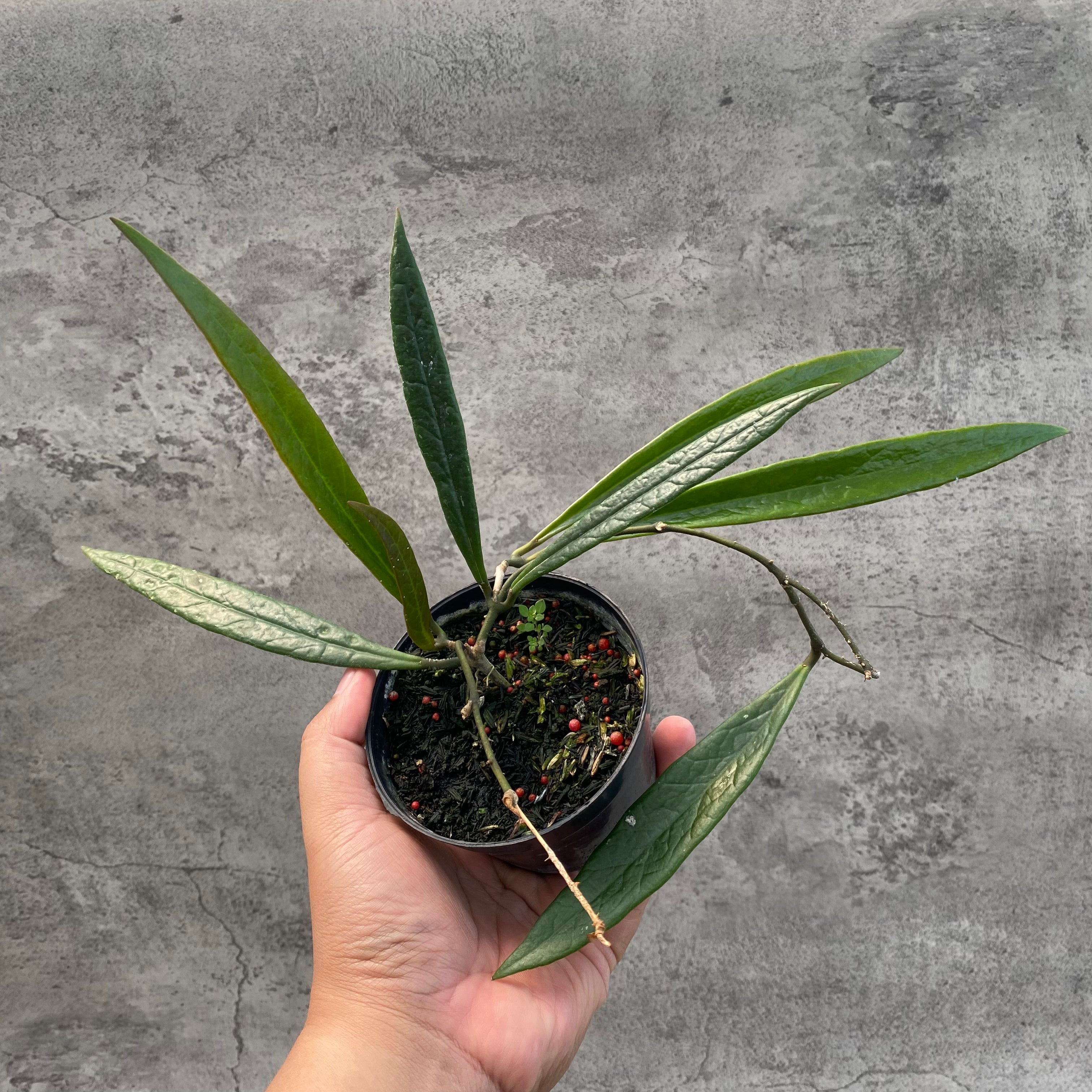 RP34-8 Hoya Sulawesiana Long Leaves